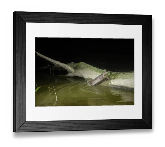 Framed Print : Smooth-coated otter (Lutrogale perspicillata) fishing from a log in a lake, Kaziranga Tiger reserve, Assam, India. Camera trap image Framed Print : Smooth-coated otter (Lutrogale perspicillata) fishing from a log in a lake, Kaziranga Tiger reserve, Assam, India. Camera trap image