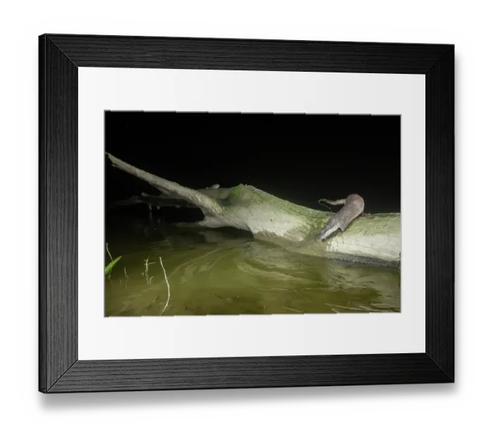 Framed Print : Smooth-coated otter (Lutrogale perspicillata) fishing from a log in a lake, Kaziranga Tiger reserve, Assam, India. Camera trap image