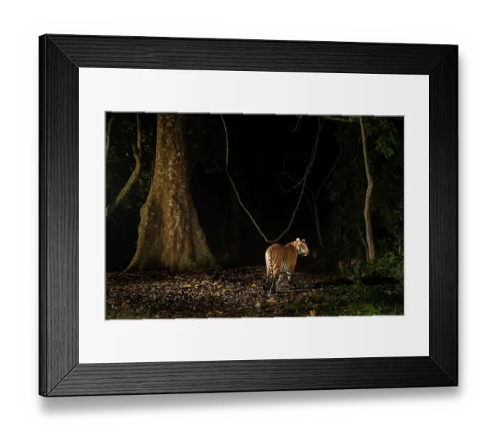 Framed Print : Bengal tiger (Panthera tigris tigris) walking through rainforest at night, Kaziranga tiger Reserve, Assam, India. Endangered. Camera trap image Framed Print : Bengal tiger (Panthera tigris tigris) walking through rainforest at night, Kaziranga tiger Reserve, Assam, India. Endangered. Camera trap image