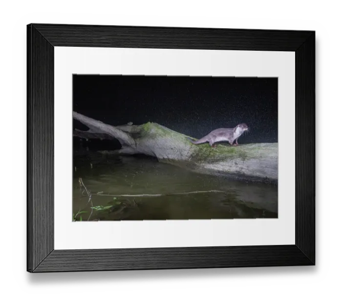 Framed Print : Smooth-coated otter (Lutrogale perspicillata) shaking of water as it emerges out of lake onto a log, Kaziranga Tiger reserve, Assam, India. Camera trap image Framed Print : Smooth-coated otter (Lutrogale perspicillata) shaking of water as it emerges out of lake onto a log, Kaziranga Tiger reserve, Assam, India. Camera trap image