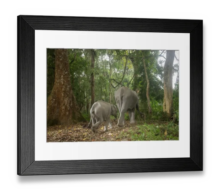 Framed Print : Indian elephant (Elephas maximus indicus) mother and calf walking through rainforest, Kaziranga Tiger reserve, Assam, India. Endangered. Camera trap image
