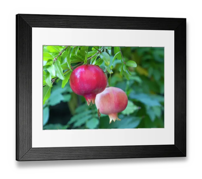 Framed Print : Pomegranates (Punica granatum) growing in a Mediterranean garden, Bogliasco, Italy. October Framed Print : Pomegranates (Punica granatum) growing in a Mediterranean garden, Bogliasco, Italy. October