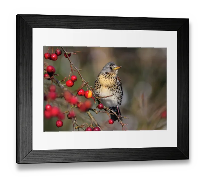 Framed Print : Fieldfare (turdus pilaris) perched on branch feeding on garden Crab apples (malus robusta) in winter, Dorset, England, UK. January Framed Print : Fieldfare (turdus pilaris) perched on branch feeding on garden Crab apples (malus robusta) in winter, Dorset, England, UK. January