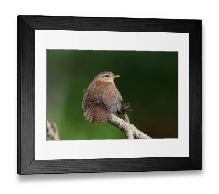 Framed Print : Wren (troglodytes troglodytes) male, perched on branch displaying to (out of shot) female, Dorset, England, UK. May Framed Print : Wren (troglodytes troglodytes) male, perched on branch displaying to (out of shot) female, Dorset, England, UK. May