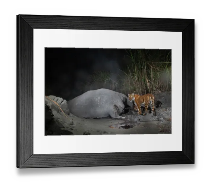 Framed Print : Bengal tiger (Panthera tigris tigris) feeding on Indian elephant (Elephas maximus indicus) kill at night, Kaziranga tiger Reserve, Assam, India. Endangered. Camera trap image Framed Print : Bengal tiger (Panthera tigris tigris) feeding on Indian elephant (Elephas maximus indicus) kill at night, Kaziranga tiger Reserve, Assam, India. Endangered. Camera trap image