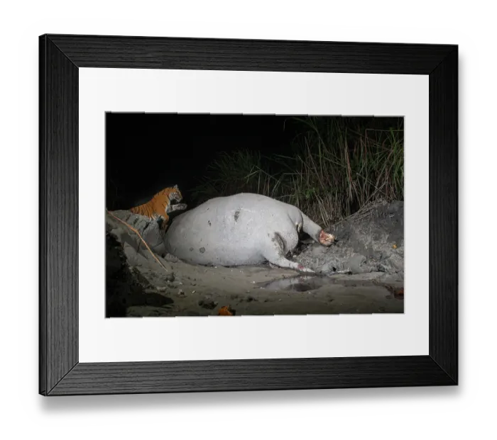 Framed Print : Bengal tiger (Panthera tigris tigris) feeding on Indian elephant (Elephas maximus indicus) kill at night, Kaziranga tiger Reserve, Assam, India. Endangered. Camera trap image Framed Print : Bengal tiger (Panthera tigris tigris) feeding on Indian elephant (Elephas maximus indicus) kill at night, Kaziranga tiger Reserve, Assam, India. Endangered. Camera trap image