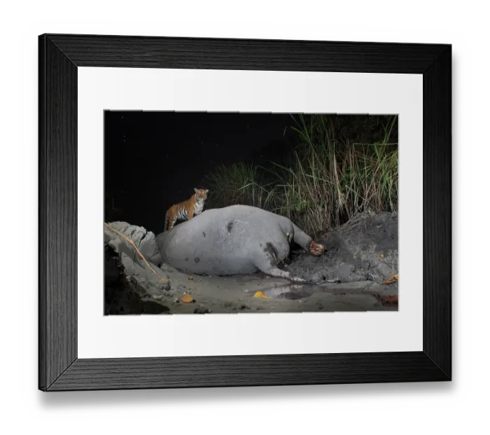 Framed Print : Bengal tiger (Panthera tigris tigris) feeding on Indian elephant (Elephas maximus indicus) kill at night, Kaziranga tiger Reserve, Assam, India. Endangered. Camera trap image Framed Print : Bengal tiger (Panthera tigris tigris) feeding on Indian elephant (Elephas maximus indicus) kill at night, Kaziranga tiger Reserve, Assam, India. Endangered. Camera trap image