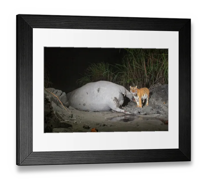 Framed Print : Bengal tiger (Panthera tigris tigris) feeding on Indian elephant (Elephas maximus indicus) kill at night, Kaziranga tiger Reserve, Assam, India. Endangered. Camera trap image Framed Print : Bengal tiger (Panthera tigris tigris) feeding on Indian elephant (Elephas maximus indicus) kill at night, Kaziranga tiger Reserve, Assam, India. Endangered. Camera trap image