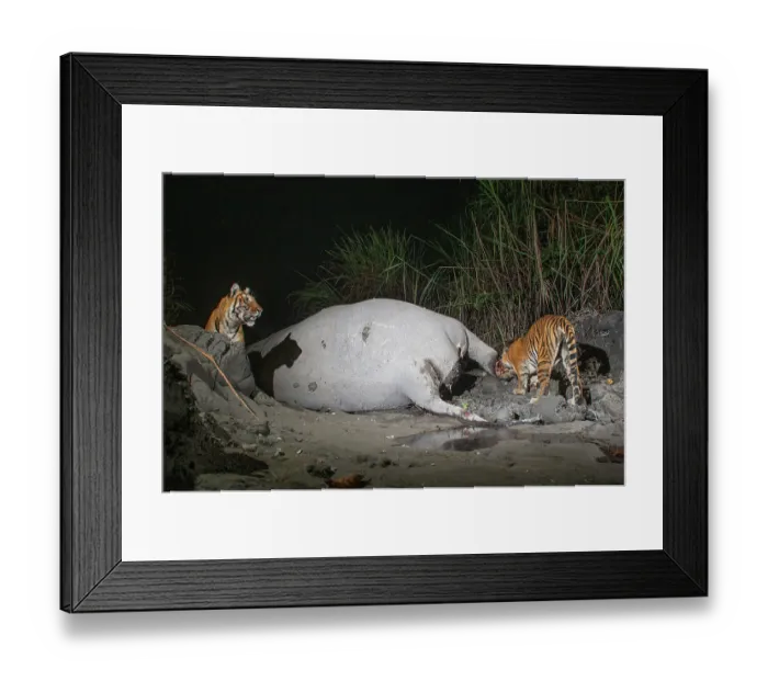 Framed Print : Two Bengal tigers (Panthera tigris tigris) feeding on Indian elephant (Elephas maximus indicus) kill at night, Kaziranga tiger Reserve, Assam, India. Endangered. Camera trap image Framed Print : Two Bengal tigers (Panthera tigris tigris) feeding on Indian elephant (Elephas maximus indicus) kill at night, Kaziranga tiger Reserve, Assam, India. Endangered. Camera trap image