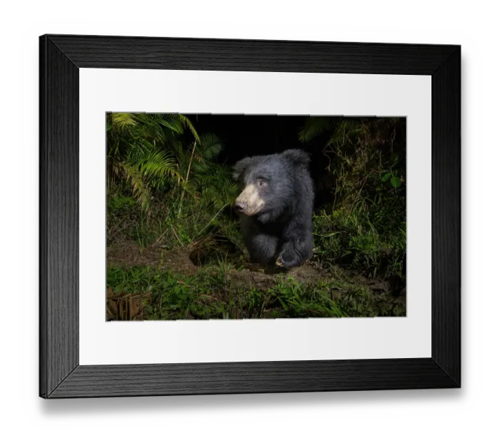Framed Print : Sloth bear (Melursus ursinus) walking through cane forest at night, Kaziranga Tiger reserve, Assam, India. Camera trap image