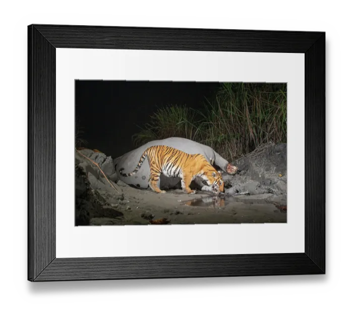 Framed Print : Bengal tiger (Panthera tigris tigris) feeding on Indian elephant (Elephas maximus indicus) kill at night, Kaziranga tiger Reserve, Assam, India. Endangered. Camera trap image Framed Print : Bengal tiger (Panthera tigris tigris) feeding on Indian elephant (Elephas maximus indicus) kill at night, Kaziranga tiger Reserve, Assam, India. Endangered. Camera trap image