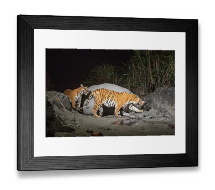 Framed Print : Two Bengal tigers (Panthera tigris tigris) feeding on Indian elephant (Elephas maximus indicus) kill at night, Kaziranga tiger Reserve, Assam, India. Endangered. Camera trap image Framed Print : Two Bengal tigers (Panthera tigris tigris) feeding on Indian elephant (Elephas maximus indicus) kill at night, Kaziranga tiger Reserve, Assam, India. Endangered. Camera trap image
