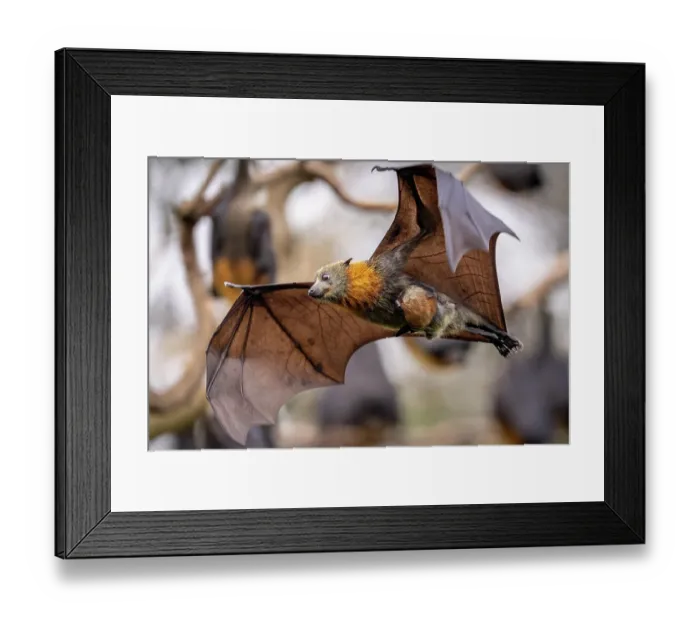 Framed Print : Grey-headed flying-fox (Pteropus poliocephalus) female in flight carrying its pup, Myuna Wetlands, Doveton (on Bunurong Country), Victoria, Australia Framed Print : Grey-headed flying-fox (Pteropus poliocephalus) female in flight carrying its pup, Myuna Wetlands, Doveton (on Bunurong Country), Victoria, Australia