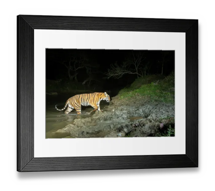 Framed Print : Bengal tiger (Panthera tigris tigris) crossing forest stream at night, Kaziranga tiger Reserve, Assam, India. Endangered. Camera trap image Framed Print : Bengal tiger (Panthera tigris tigris) crossing forest stream at night, Kaziranga tiger Reserve, Assam, India. Endangered. Camera trap image