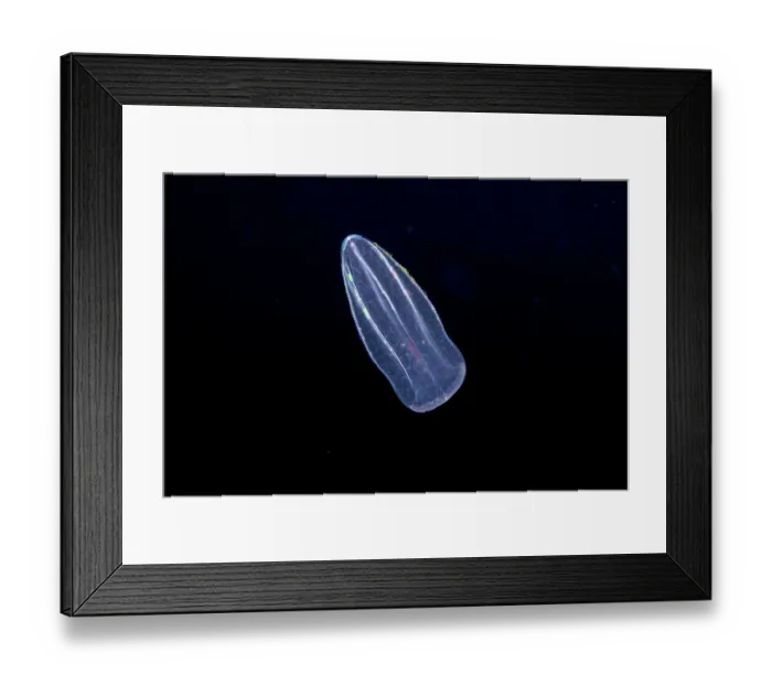 Framed Print : Comb jelly (Beroe forskalii) drifting in open ocean at night, three miles off the island of Guam, Micronesia, Pacific Ocean Framed Print : Comb jelly (Beroe forskalii) drifting in open ocean at night, three miles off the island of Guam, Micronesia, Pacific Ocean
