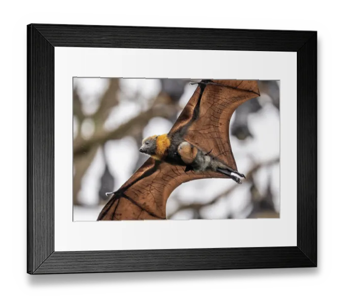 Framed Print : Grey-headed flying-fox (Pteropus poliocephalus) female in flight carrying its pup, Myuna Wetlands, Doveton (on Bunurong Country), Victoria, Australia Framed Print : Grey-headed flying-fox (Pteropus poliocephalus) female in flight carrying its pup, Myuna Wetlands, Doveton (on Bunurong Country), Victoria, Australia