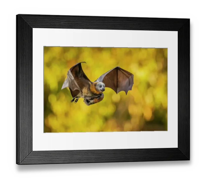 Framed Print : Grey-headed flying-fox (Pteropus poliocephalus) female in flight carrying its pup, Myuna Wetlands, Doveton (on Bunurong Country), Victoria, Australia Framed Print : Grey-headed flying-fox (Pteropus poliocephalus) female in flight carrying its pup, Myuna Wetlands, Doveton (on Bunurong Country), Victoria, Australia