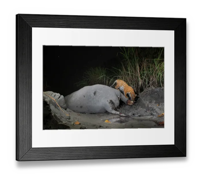 Framed Print : Bengal tiger (Panthera tigris tigris) feeding on Indian elephant (Elephas maximus indicus) kill at night, Kaziranga tiger Reserve, Assam, India. Endangered. Camera trap image Framed Print : Bengal tiger (Panthera tigris tigris) feeding on Indian elephant (Elephas maximus indicus) kill at night, Kaziranga tiger Reserve, Assam, India. Endangered. Camera trap image