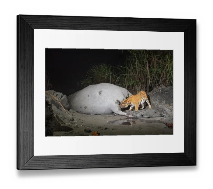 Framed Print : Bengal tiger (Panthera tigris tigris) feeding on Indian elephant (Elephas maximus indicus) kill at night, Kaziranga tiger Reserve, Assam, India. Endangered. Camera trap image Framed Print : Bengal tiger (Panthera tigris tigris) feeding on Indian elephant (Elephas maximus indicus) kill at night, Kaziranga tiger Reserve, Assam, India. Endangered. Camera trap image