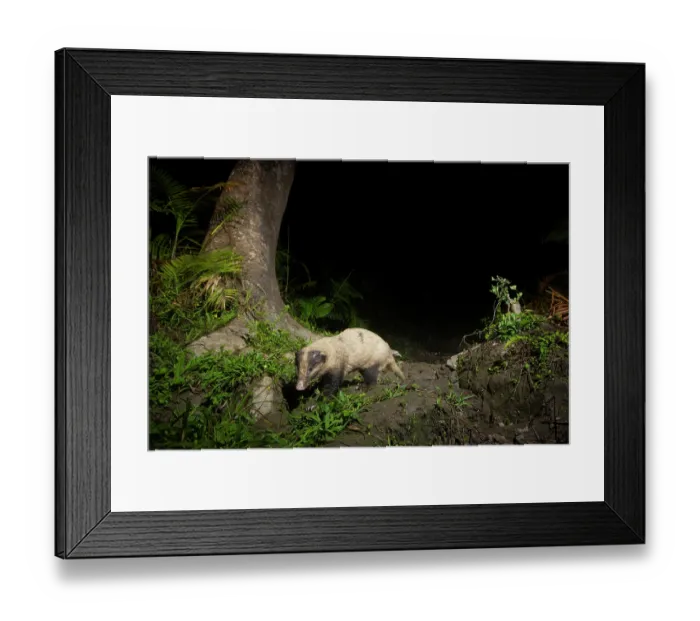 Framed Print : Hog badger (Arctonyx collaris) walking in cane forest at night, Kaziranga tiger Reserve, Assam, India. Camera trap image Framed Print : Hog badger (Arctonyx collaris) walking in cane forest at night, Kaziranga tiger Reserve, Assam, India. Camera trap image