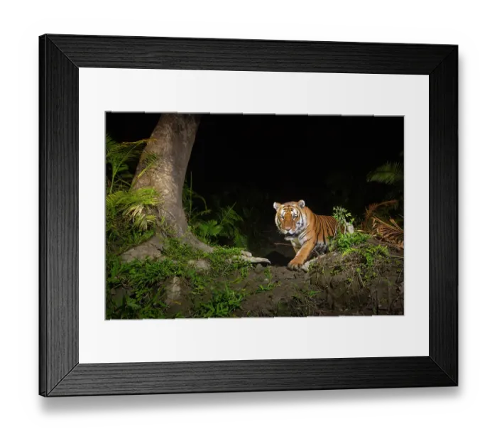 Framed Print : Bengal tiger (Panthera tigris tigris) male, walking through cane forest at night, Kaziranga tiger Reserve, Assam, India. Endangered. Camera trap image Framed Print : Bengal tiger (Panthera tigris tigris) male, walking through cane forest at night, Kaziranga tiger Reserve, Assam, India. Endangered. Camera trap image