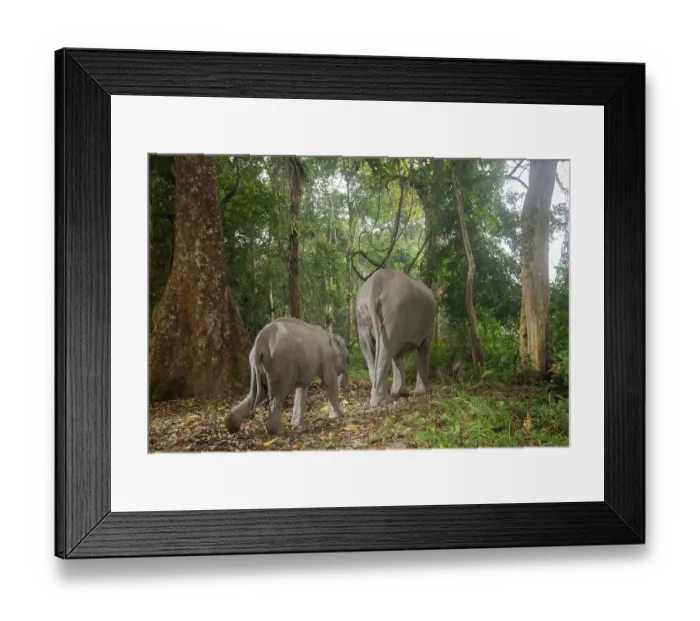 Framed Print : Indian elephant (Elephas maximus indicus) mother and calf walking through rainforest, Kaziranga Tiger reserve, Assam India. Endangered. Camera trap image Framed Print : Indian elephant (Elephas maximus indicus) mother and calf walking through rainforest, Kaziranga Tiger reserve, Assam India. Endangered. Camera trap image