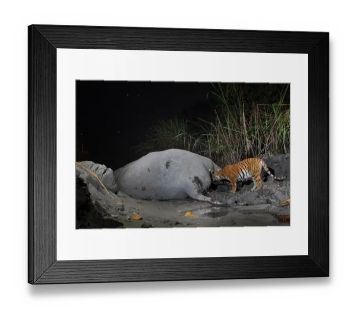 Framed Print : Bengal tiger (Panthera tigris tigris) feeding on Indian elephant (Elephas maximus indicus) kill at night, Kaziranga tiger Reserve, Assam, India. Endangered. Camera trap image Framed Print : Bengal tiger (Panthera tigris tigris) feeding on Indian elephant (Elephas maximus indicus) kill at night, Kaziranga tiger Reserve, Assam, India. Endangered. Camera trap image