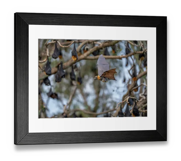 Framed Print : Grey-headed flying-fox (Pteropus poliocephalus) female in flight carrying its pup with colony roosting in trees behind, Myuna Wetlands, Doveton (on Bunurong Country), Victoria Framed Print : Grey-headed flying-fox (Pteropus poliocephalus) female in flight carrying its pup with colony roosting in trees behind, Myuna Wetlands, Doveton (on Bunurong Country), Victoria