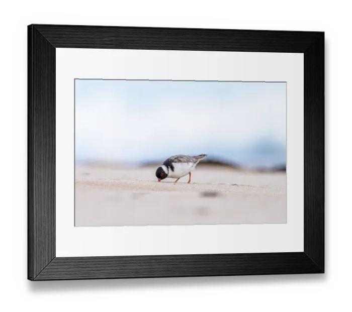 Framed Print : Hooded plover (Thinornis rubricollis) foraging for food, Aire River, The Otways, Victoria, Australia Framed Print : Hooded plover (Thinornis rubricollis) foraging for food, Aire River, The Otways, Victoria, Australia