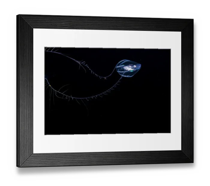 Framed Print : Sea gooseberry / Sea grape (Pleurobrachiidae) in open ocean at night, three miles off the island of Guam, Micronesia, Pacific Ocean Framed Print : Sea gooseberry / Sea grape (Pleurobrachiidae) in open ocean at night, three miles off the island of Guam, Micronesia, Pacific Ocean