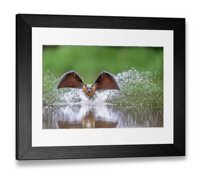 Framed Print : Grey-headed flying-fox (Pteropus poliocephalus) taking a high-speed belly dip into water to cool down and take a drink, Myuna Wetlands, Doveton (on Bunurong Country), Victoria Framed Print : Grey-headed flying-fox (Pteropus poliocephalus) taking a high-speed belly dip into water to cool down and take a drink, Myuna Wetlands, Doveton (on Bunurong Country), Victoria
