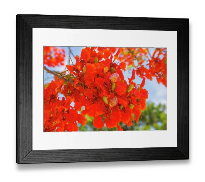 Framed Print : Blooming flame tree (Delonix regia) in flower, Saipan, Northern Mariana Islands Framed Print : Blooming flame tree (Delonix regia) in flower, Saipan, Northern Mariana Islands