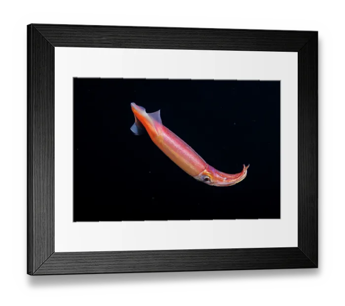 Framed Print : Purpleback flying squid (Sthenoteuthis oualaniensis) in open ocean at night, portrait, three miles off the island of Guam, Micronesia, Pacific Ocean