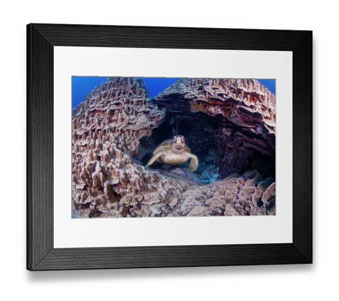 Framed Print : Green sea turtle (Chelonia mydas) peering out of its home in the coral reef, off the island of Saipan, Northern Mariana Islands, Pacific Ocean. Endangered Framed Print : Green sea turtle (Chelonia mydas) peering out of its home in the coral reef, off the island of Saipan, Northern Mariana Islands, Pacific Ocean. Endangered
