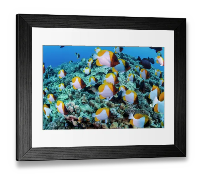 Framed Print : Hawksbill turtle (Eretmochelys imbricata) peering out of a reef crevice at a school of Pyramid butterflyfish (Hemitaurichthys polylepis) swimming above, off the island of Saipan Framed Print : Hawksbill turtle (Eretmochelys imbricata) peering out of a reef crevice at a school of Pyramid butterflyfish (Hemitaurichthys polylepis) swimming above, off the island of Saipan