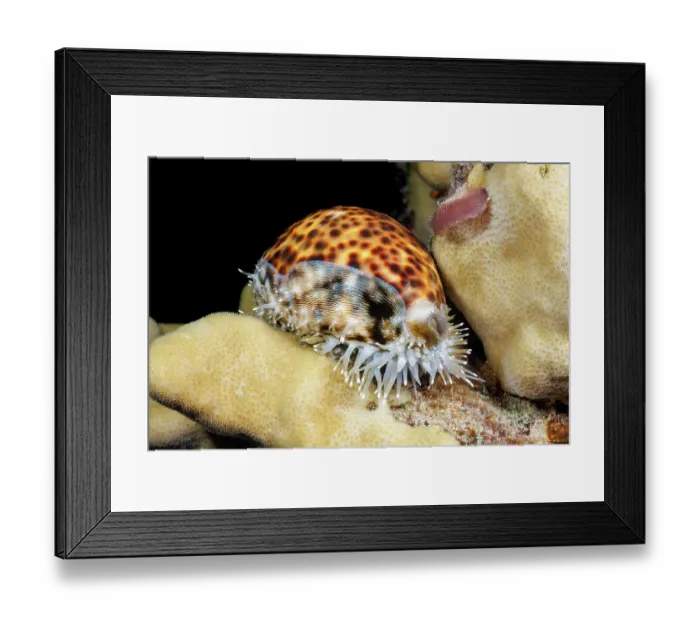 Framed Print : Tiger cowry (Cypraea tigris) portrait, Saipan, Northern Mariana Islands, Pacific Ocean Framed Print : Tiger cowry (Cypraea tigris) portrait, Saipan, Northern Mariana Islands, Pacific Ocean