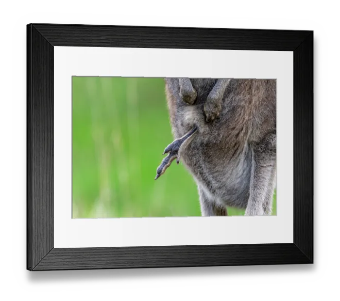 Framed Print : Eastern grey kangaroo (Macropus giganteus) female with joey's legs sticking out of pouch, Wildlife Wonders, Apollo Bay, Victoria, Australia. Captive Framed Print : Eastern grey kangaroo (Macropus giganteus) female with joey's legs sticking out of pouch, Wildlife Wonders, Apollo Bay, Victoria, Australia. Captive