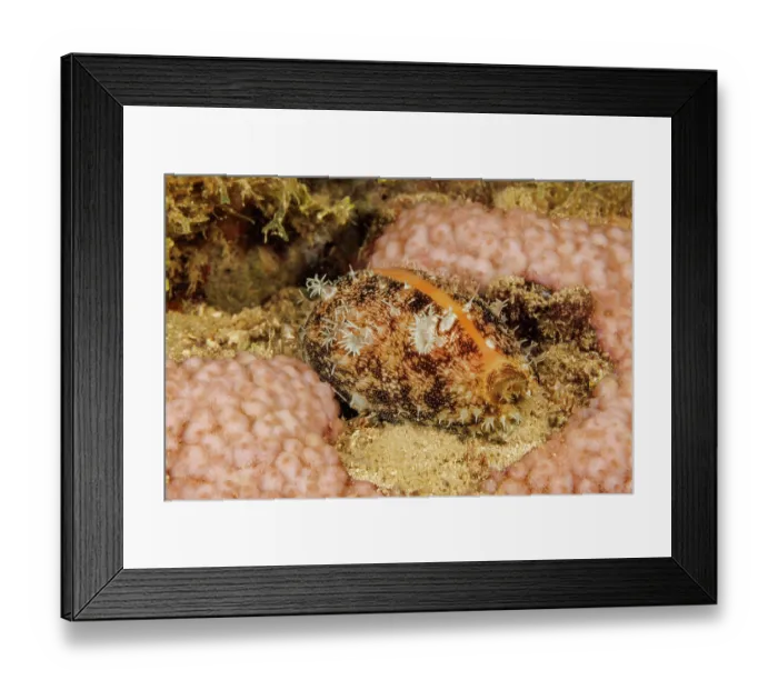 Framed Print : Cowry (Lyncina carneola), showing mantle and antenna, portrait, Guam, Micronesia, Pacific Ocean Framed Print : Cowry (Lyncina carneola), showing mantle and antenna, portrait, Guam, Micronesia, Pacific Ocean