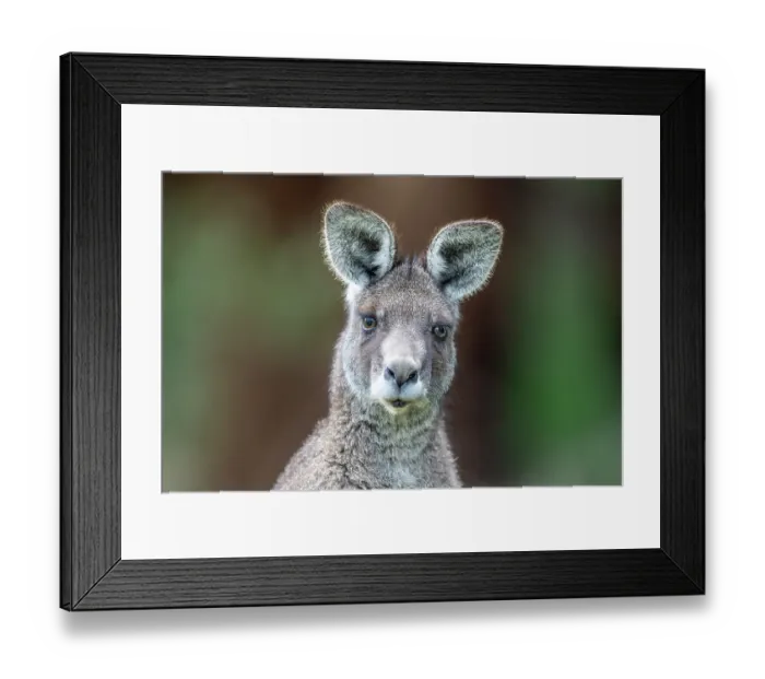 Framed Print : Eastern grey kangaroo (Macropus giganteus) head portrait, Wildlife Wonders, Apollo Bay, Victoria, Australia. Captive Framed Print : Eastern grey kangaroo (Macropus giganteus) head portrait, Wildlife Wonders, Apollo Bay, Victoria, Australia. Captive
