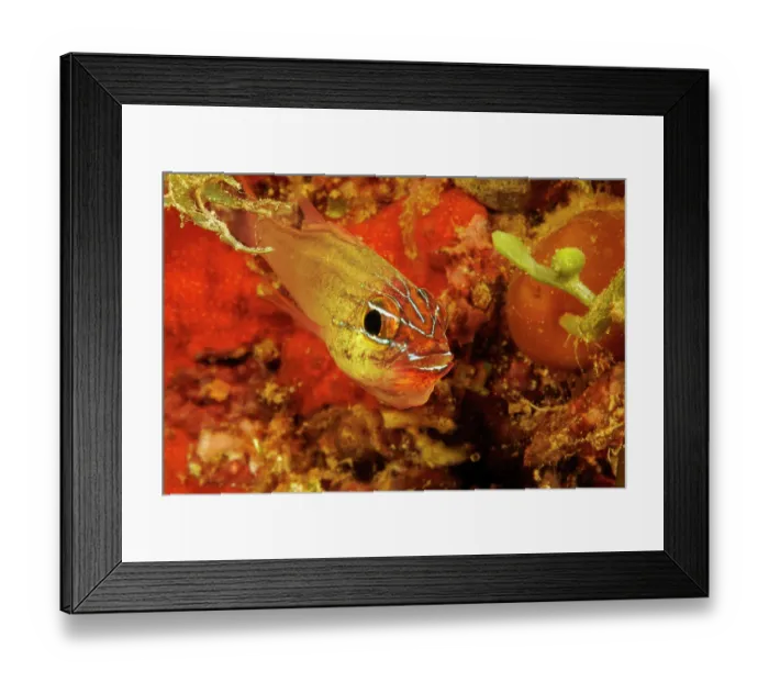 Framed Print : Yellow cardinalfish (Ostorhinchus luteus) male, incubating its eggs by carrying them in its mouth, Guam, Micronesia, Pacific Ocean Framed Print : Yellow cardinalfish (Ostorhinchus luteus) male, incubating its eggs by carrying them in its mouth, Guam, Micronesia, Pacific Ocean