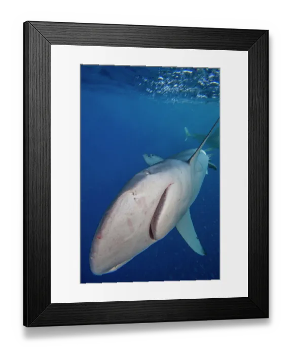 Framed Print : Galapagos shark (Carcharhinus galapagensis) portrait, Hawaii, Pacific Ocean Framed Print : Galapagos shark (Carcharhinus galapagensis) portrait, Hawaii, Pacific Ocean