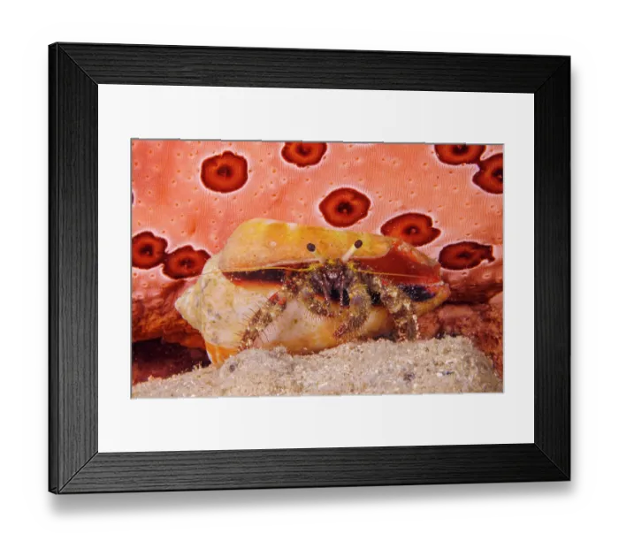 Framed Print : Hermit crab (Dardanus lagopodes) inside its cone shell home, in front of a Sea cucumber (Bohadschia argus), Guam, Micronesia, Pacific Ocean Framed Print : Hermit crab (Dardanus lagopodes) inside its cone shell home, in front of a Sea cucumber (Bohadschia argus), Guam, Micronesia, Pacific Ocean
