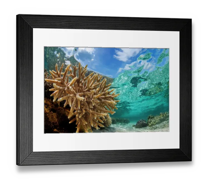 Framed Print : Abundant branching hard corals (Acropora sp.) in the shallows of Tumon Bay marine preserve, Guam, Micronesia, Pacific Ocean Framed Print : Abundant branching hard corals (Acropora sp.) in the shallows of Tumon Bay marine preserve, Guam, Micronesia, Pacific Ocean