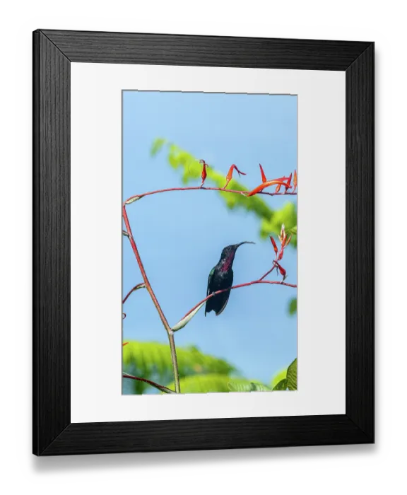 Framed Print : Purple-throated Carib hummingbird (Eulampis jugularis) perched on a bromeliad flower stem in a garden, Dominica, Lesser Antilles Framed Print : Purple-throated Carib hummingbird (Eulampis jugularis) perched on a bromeliad flower stem in a garden, Dominica, Lesser Antilles