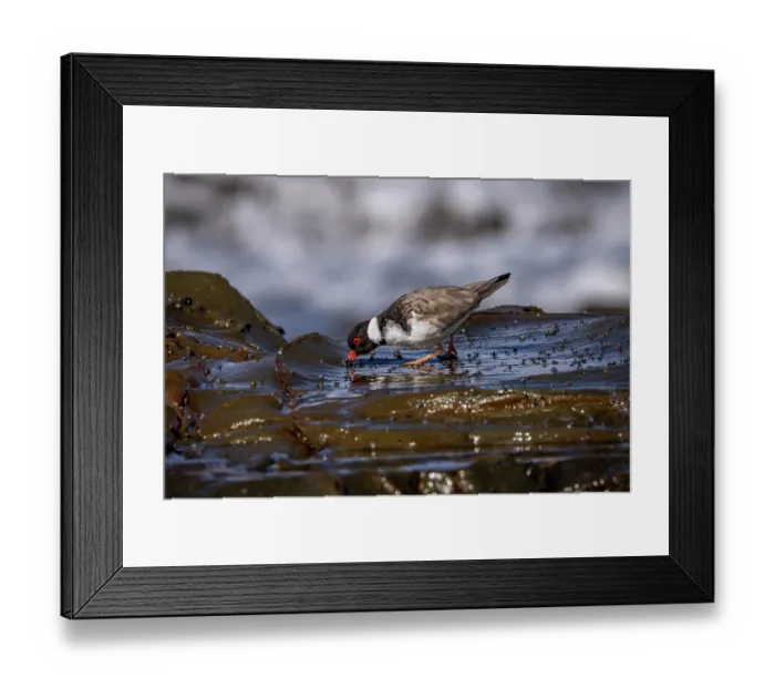 Framed Print : Hooded plover (Thinornis rubricollis) foraging on intertidal rocks, Skenes Creek, Victoria, Australia Framed Print : Hooded plover (Thinornis rubricollis) foraging on intertidal rocks, Skenes Creek, Victoria, Australia
