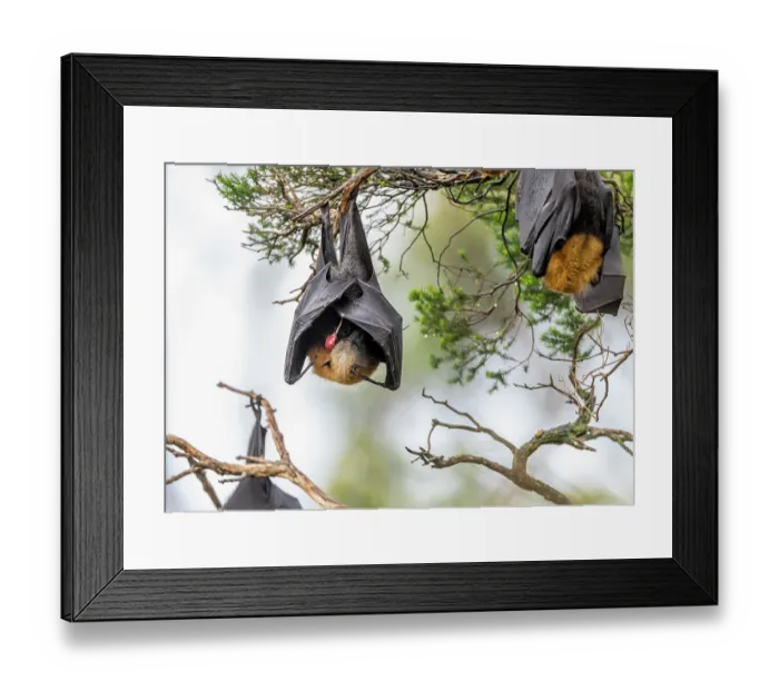 Framed Print : Grey-headed flying-fox (Pteropus poliocephalus) female hanging on branch just after giving birth with umbilical cord and placenta visible, Myuna Wetlands Framed Print : Grey-headed flying-fox (Pteropus poliocephalus) female hanging on branch just after giving birth with umbilical cord and placenta visible, Myuna Wetlands