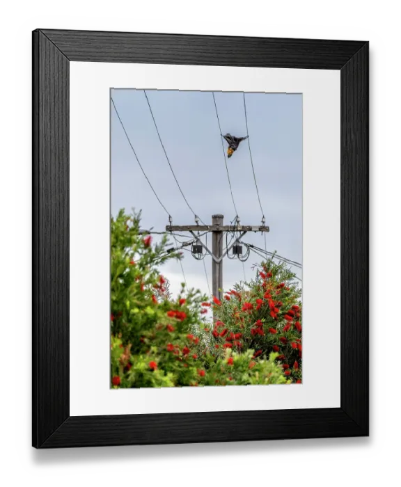 Framed Print : Dead Grey-headed flying-fox (Pteropus poliocephalus) killed by electrocution, hanging on powerlines, Coburg, Victoria, Australia Framed Print : Dead Grey-headed flying-fox (Pteropus poliocephalus) killed by electrocution, hanging on powerlines, Coburg, Victoria, Australia