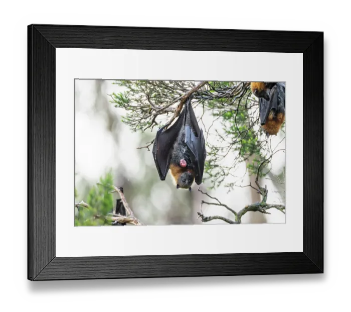 Framed Print : Grey-headed flying-fox (Pteropus poliocephalus) female hanging on branch just after giving birth with umbilical cord and placenta visible, Myuna Wetlands Framed Print : Grey-headed flying-fox (Pteropus poliocephalus) female hanging on branch just after giving birth with umbilical cord and placenta visible, Myuna Wetlands
