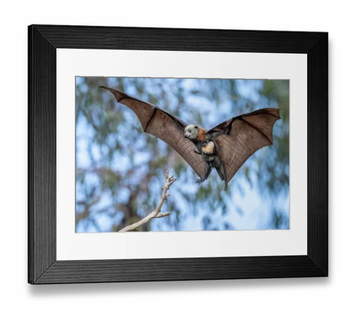 Framed Print : Grey-headed flying-fox (Pteropus poliocephalus) female carrying its pup, landing on branch, Myuna Wetlands, Doveton (on Bunurong Country), Victoria, Australia Framed Print : Grey-headed flying-fox (Pteropus poliocephalus) female carrying its pup, landing on branch, Myuna Wetlands, Doveton (on Bunurong Country), Victoria, Australia