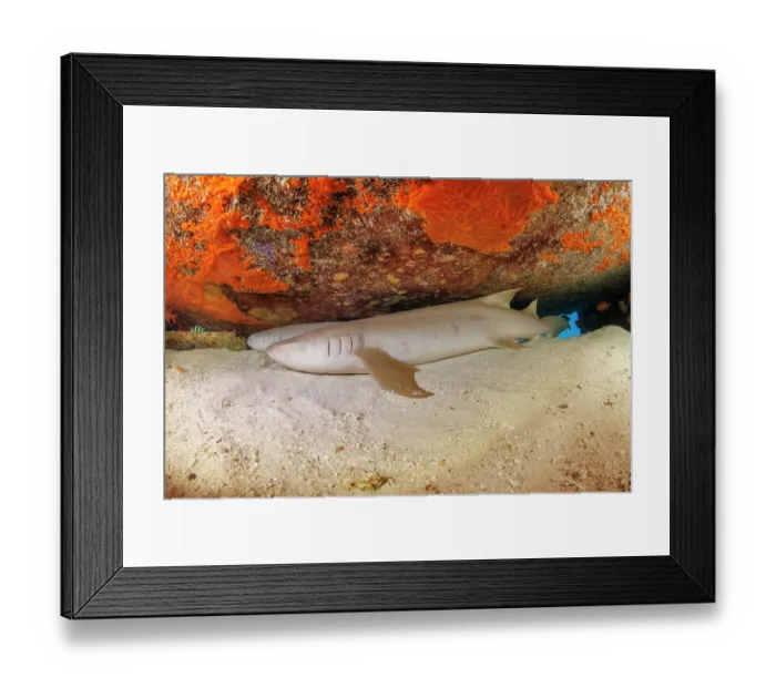 Framed Print : Two Tawny nurse sharks (Nebrius ferrugineus) resting under the wing of an airplane wreck off the island of Saipan, Northern Marianas, Pacific Ocean Framed Print : Two Tawny nurse sharks (Nebrius ferrugineus) resting under the wing of an airplane wreck off the island of Saipan, Northern Marianas, Pacific Ocean